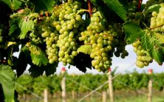 Обзор вина Шардоне Chardonnay: особенности и вкусовые ноты