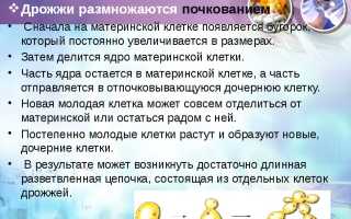 Какие бывают способы размножения дрожжей в природе?