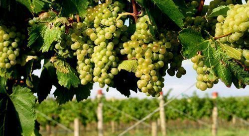 Обзор вина Шардоне Chardonnay