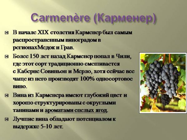 Обзор чилийского вина Карменер