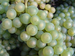Обзор вина Шардоне Chardonnay