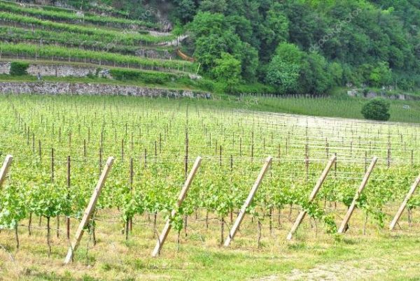 Обзор вина Шардоне Chardonnay