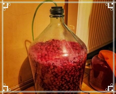 Готовим вино из вишни