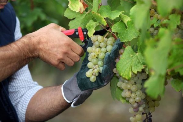 Обзор вина Шардоне Chardonnay