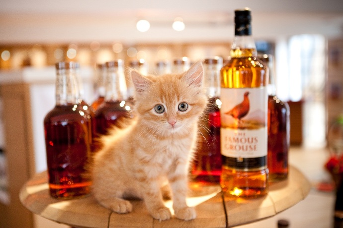 Обзор виски Famous Grouse