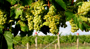 Обзор вина Шардоне Chardonnay