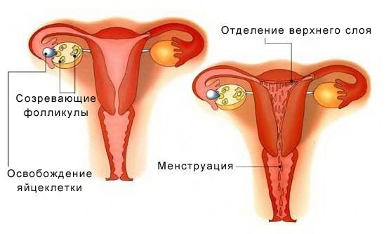 Как алкоголь влияет на течение месячных
