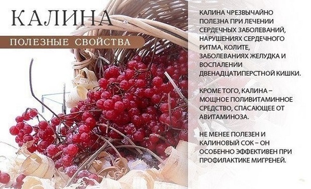 Готовим настойку из калины