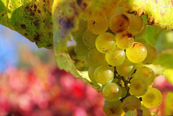 Обзор вина Шардоне Chardonnay