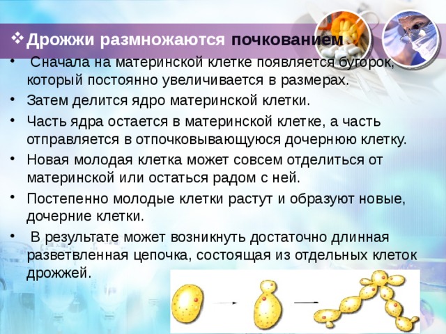 размножение дрожжей